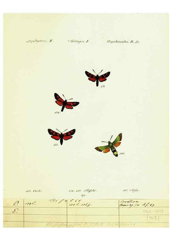 Reproducción/Reproduction 9101540166: Hübner's papilio. S.l. :s.n.,1796-1841
