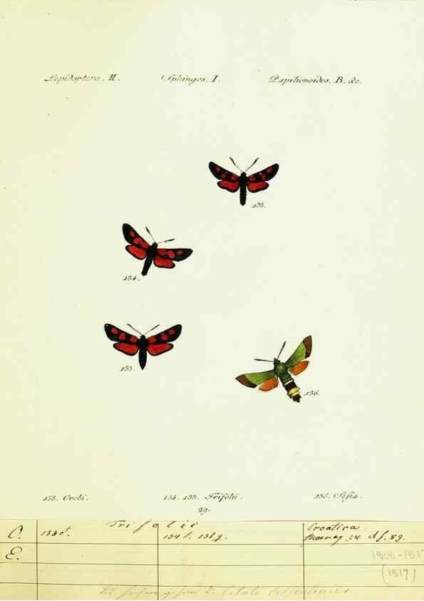 Reproducción/Reproduction 9101540166: Hübner's papilio. S.l. :s.n.,1796-1841