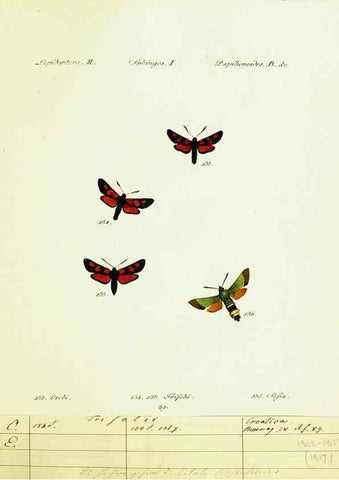 Reproducción/Reproduction 9101540166: Hübner's papilio. S.l. :s.n.,1796-1841
