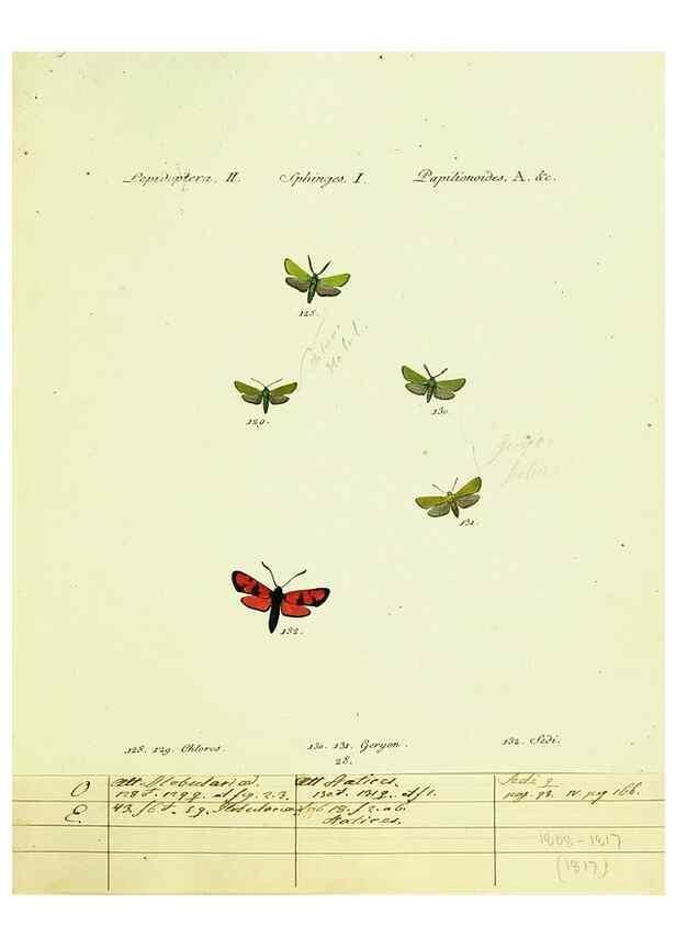 Reproducción/Reproduction 9099307257: Hübner's papilio. S.l. :s.n.,1796-1841