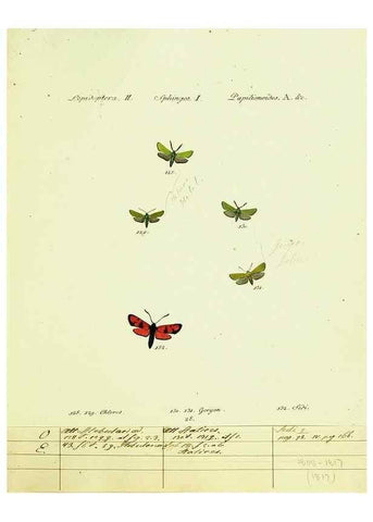 Reproducción/Reproduction 9099307257: Hübner's papilio. S.l. :s.n.,1796-1841