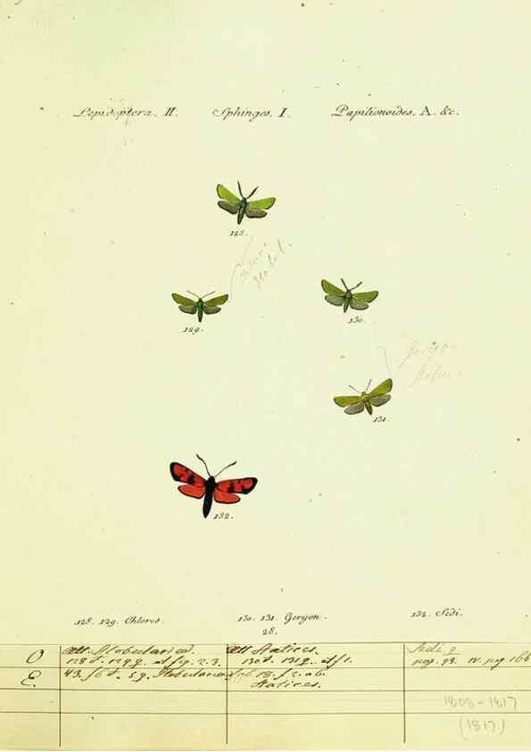 Reproducción/Reproduction 9099307257: Hübner's papilio. S.l. :s.n.,1796-1841