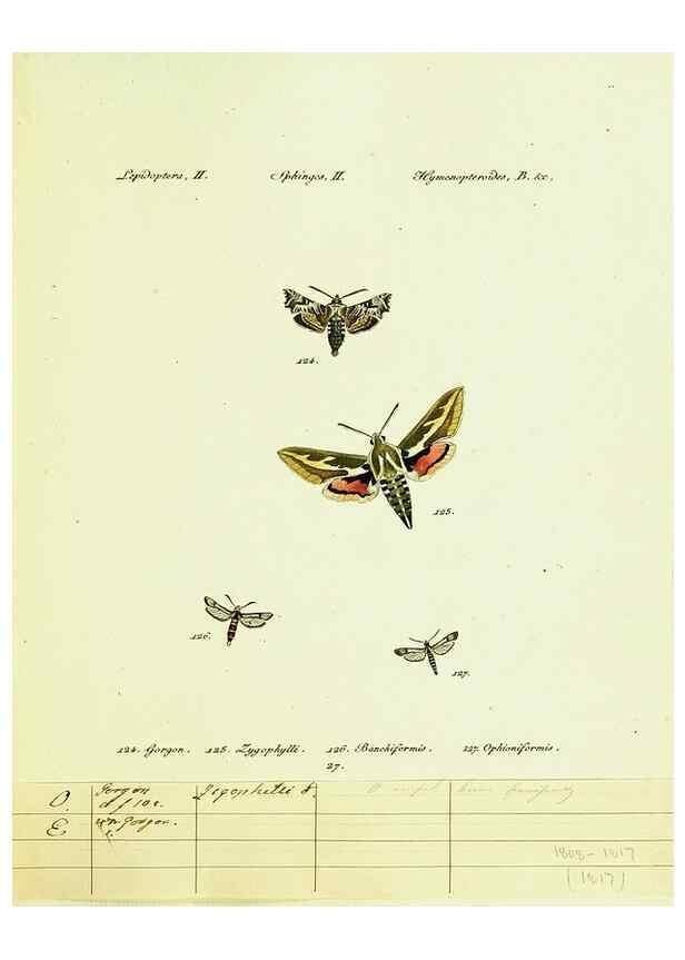 Reproducción/Reproduction 9101538008: Hübner's papilio. S.l. :s.n.,1796-1841