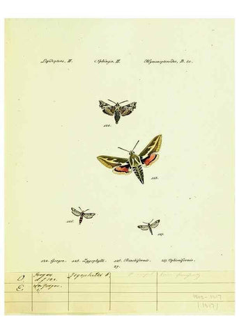 Reproducción/Reproduction 9101538008: Hübner's papilio. S.l. :s.n.,1796-1841