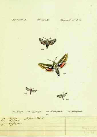Reproducción/Reproduction 9101538008: Hübner's papilio. S.l. :s.n.,1796-1841