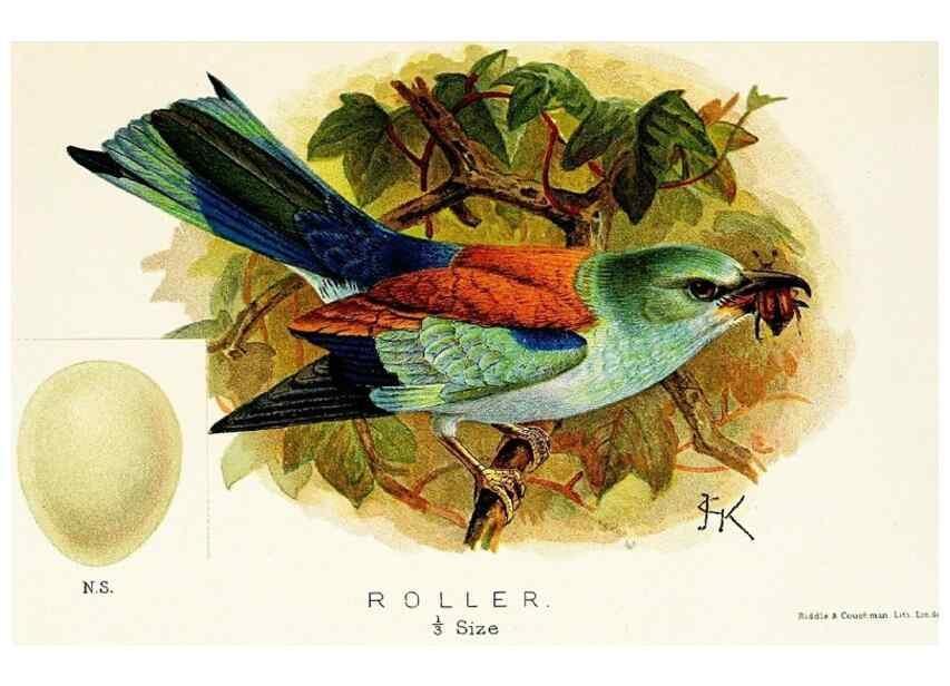 Reproducción/Reproduction 9094221920: A chapter on birds :. London :E. & J.B. Young,1895.