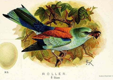 Reproducción/Reproduction 9094221920: A chapter on birds :. London :E. & J.B. Young,1895.