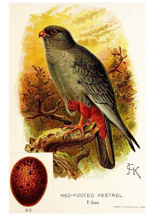 Reproducción/Reproduction 9092002329: A chapter on birds :. London :E. & J.B. Young,1895.