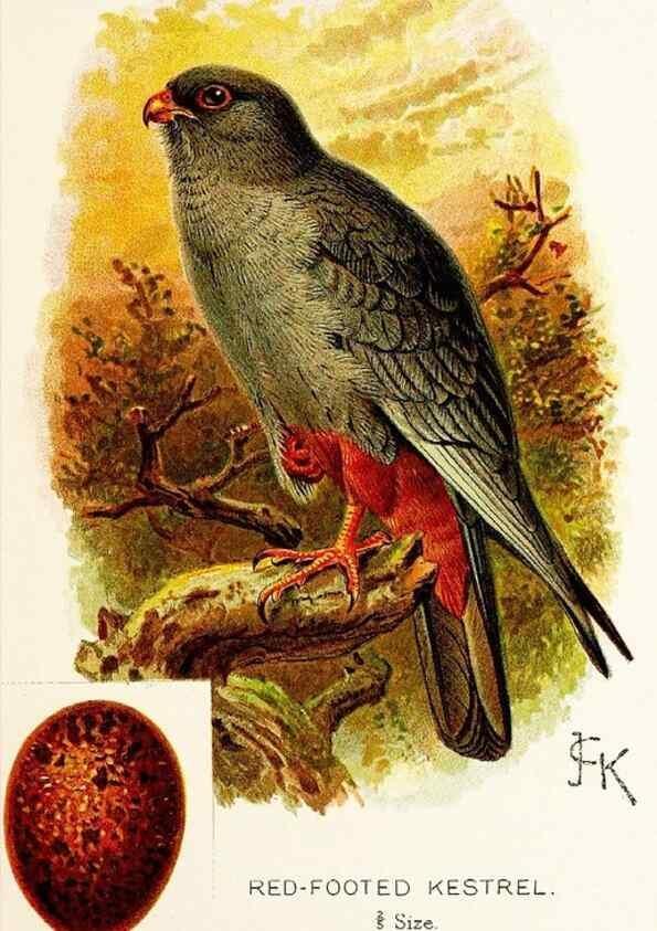 Reproducción/Reproduction 9092002329: A chapter on birds :. London :E. & J.B. Young,1895.