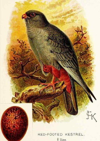 Reproducción/Reproduction 9092002329: A chapter on birds :. London :E. & J.B. Young,1895.