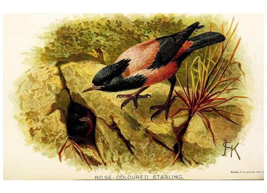 Reproducción/Reproduction 9094224886: A chapter on birds :. London :E. & J.B. Young,1895.