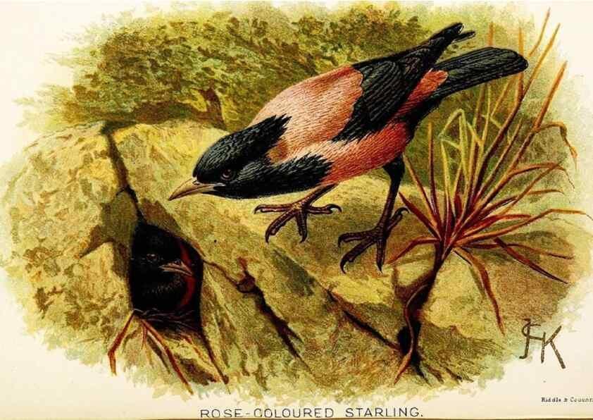 Reproducción/Reproduction 9094224886: A chapter on birds :. London :E. & J.B. Young,1895.