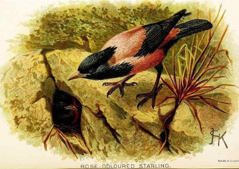 Reproducción/Reproduction 9094224886: A chapter on birds :. London :E. & J.B. Young,1895.