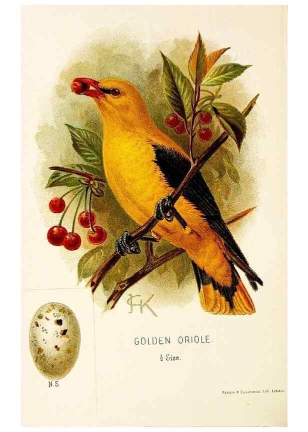 Reproducción/Reproduction 9094226232: A chapter on birds :. London :E. & J.B. Young,1895.