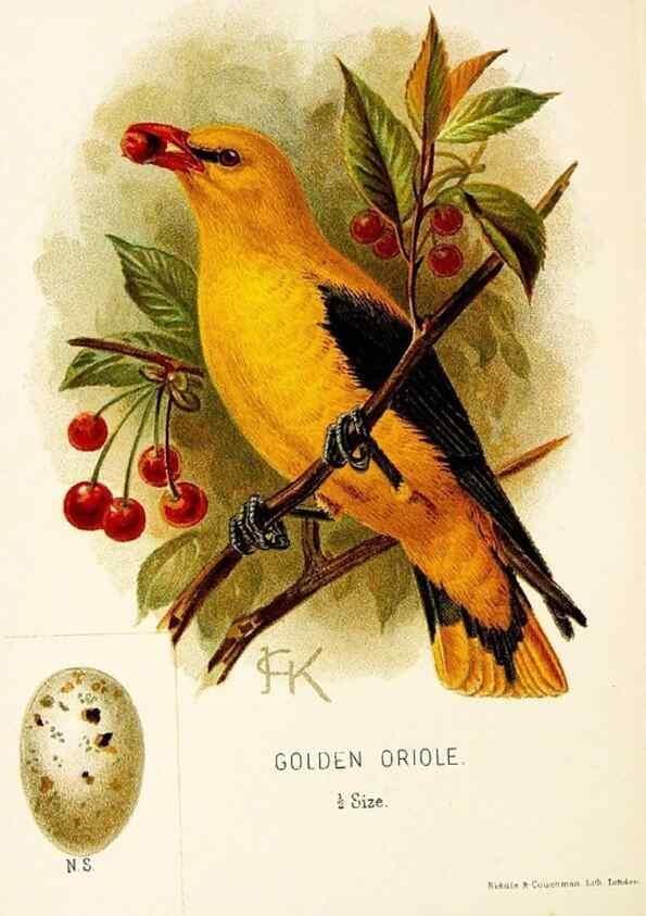 Reproducción/Reproduction 9094226232: A chapter on birds :. London :E. & J.B. Young,1895.