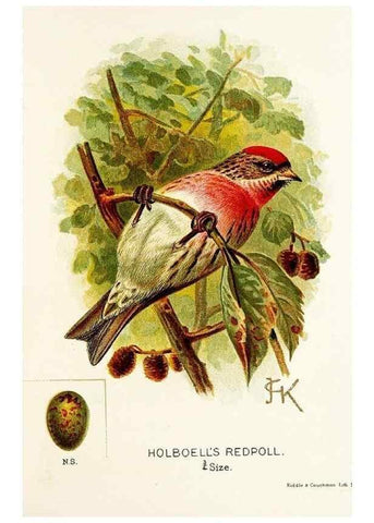 Reproducción/Reproduction 9094227524: A chapter on birds :. London :E. & J.B. Young,1895.