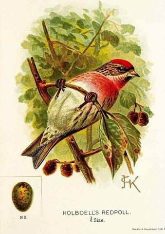 Reproducción/Reproduction 9094227524: A chapter on birds :. London :E. & J.B. Young,1895.