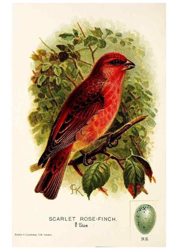 Reproducción/Reproduction 9094228778: A chapter on birds :. London :E. & J.B. Young,1895.