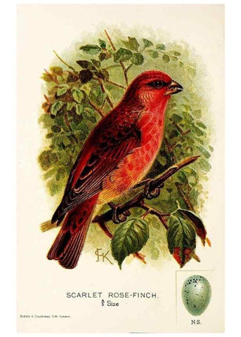 Reproducción/Reproduction 9094228778: A chapter on birds :. London :E. & J.B. Young,1895.