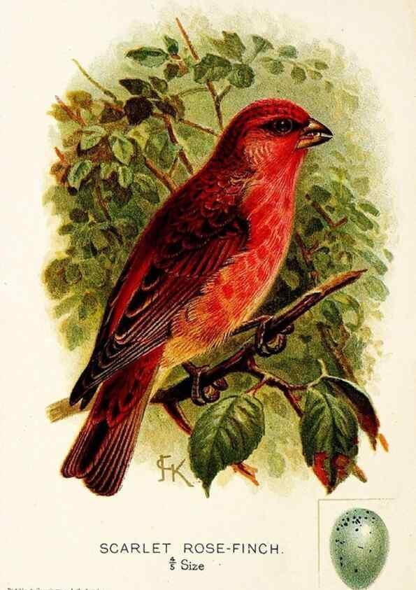 Reproducción/Reproduction 9094228778: A chapter on birds :. London :E. & J.B. Young,1895.