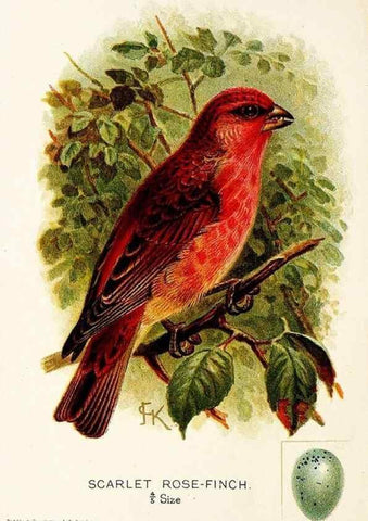 Reproducción/Reproduction 9094228778: A chapter on birds :. London :E. & J.B. Young,1895.