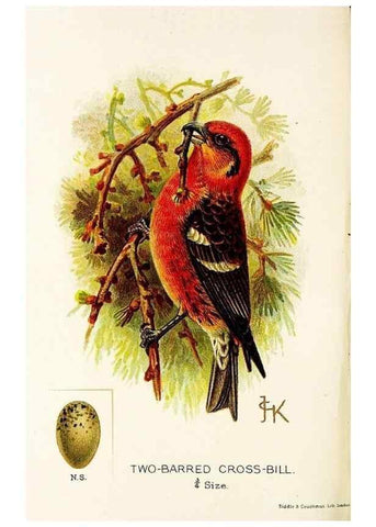 Reproducción/Reproduction 9094229970: A chapter on birds :. London :E. & J.B. Young,1895.