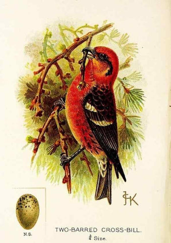 Reproducción/Reproduction 9094229970: A chapter on birds :. London :E. & J.B. Young,1895.