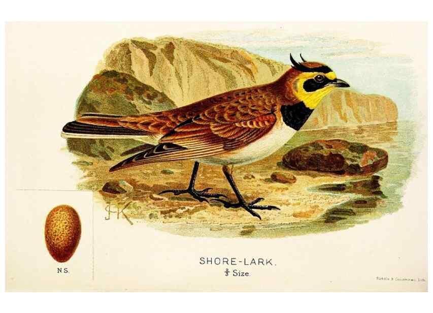 Reproducción/Reproduction 9094231416: A chapter on birds :. London :E. & J.B. Young,1895.