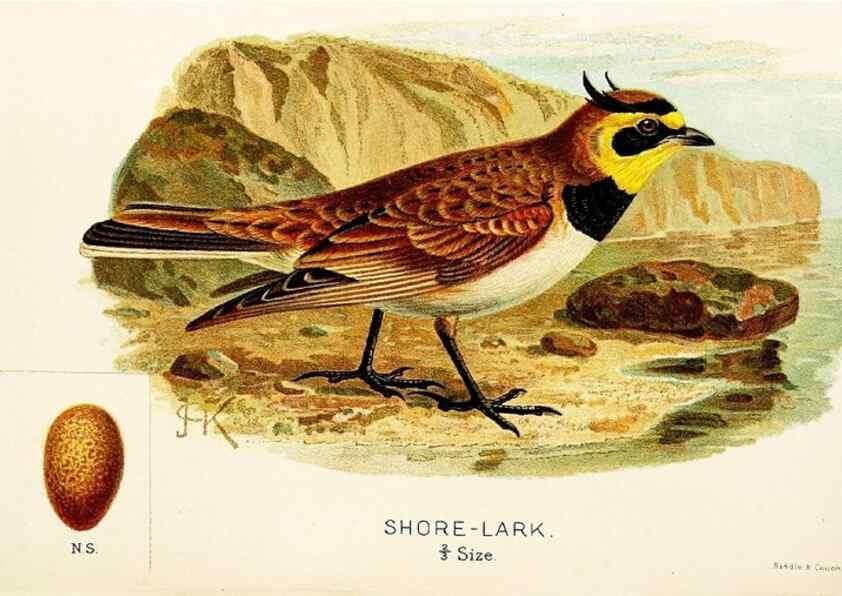 Reproducción/Reproduction 9094231416: A chapter on birds :. London :E. & J.B. Young,1895.