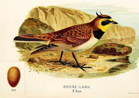 Reproducción/Reproduction 9094231416: A chapter on birds :. London :E. & J.B. Young,1895.