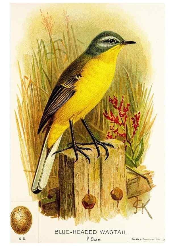 Reproducción/Reproduction 9094232964: A chapter on birds :. London :E. & J.B. Young,1895.
