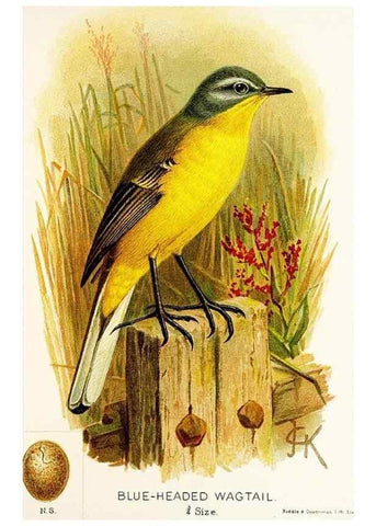 Reproducción/Reproduction 9094232964: A chapter on birds :. London :E. & J.B. Young,1895.