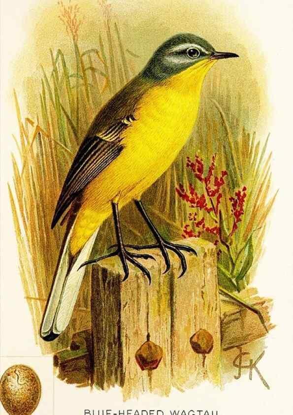 Reproducción/Reproduction 9094232964: A chapter on birds :. London :E. & J.B. Young,1895.