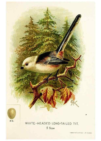 Reproducción/Reproduction 9092013269: A chapter on birds :. London :E. & J.B. Young,1895.
