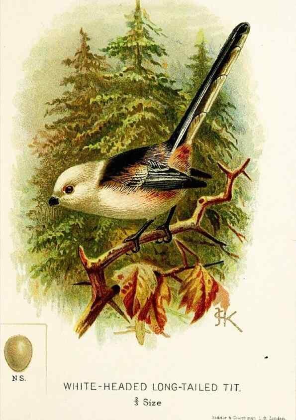 Reproducción/Reproduction 9092013269: A chapter on birds :. London :E. & J.B. Young,1895.