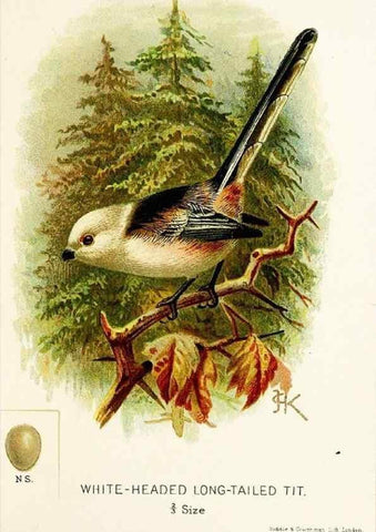 Reproducción/Reproduction 9092013269: A chapter on birds :. London :E. & J.B. Young,1895.
