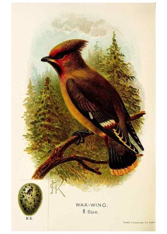 Reproducción/Reproduction 9092014835: A chapter on birds :. London :E. & J.B. Young,1895.