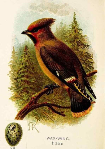 Reproducción/Reproduction 9092014835: A chapter on birds :. London :E. & J.B. Young,1895.