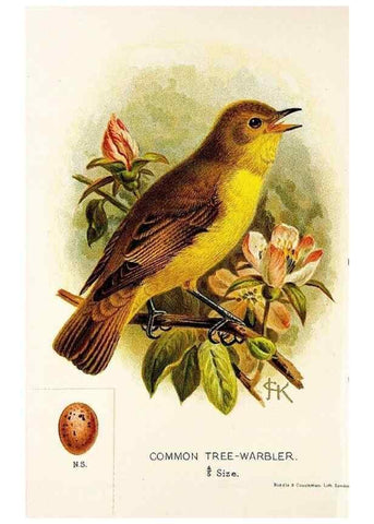 Reproducción/Reproduction 9092016201: A chapter on birds :. London :E. & J.B. Young,1895.