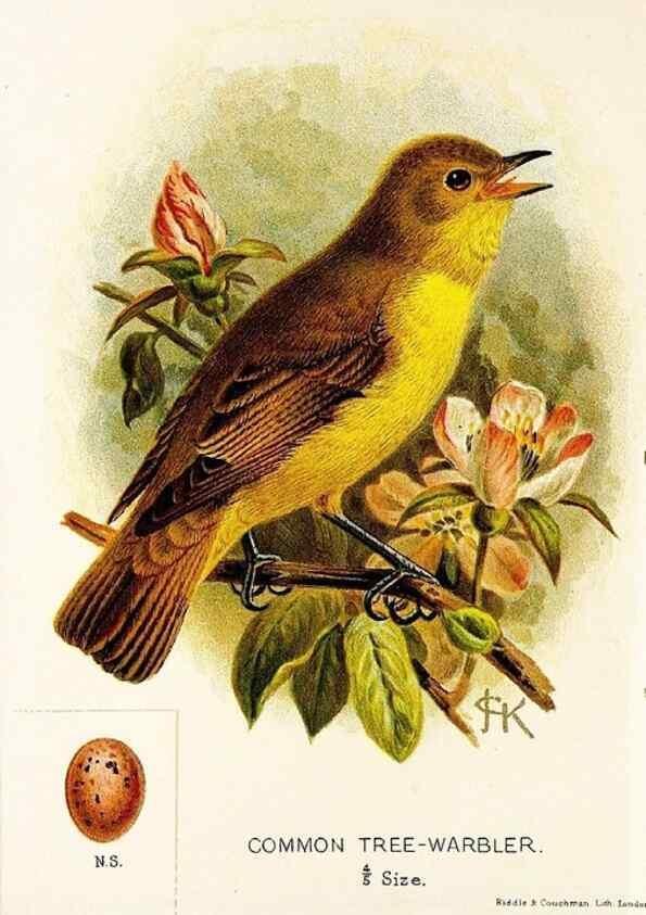 Reproducción/Reproduction 9092016201: A chapter on birds :. London :E. & J.B. Young,1895.