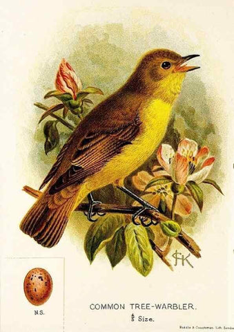 Reproducción/Reproduction 9092016201: A chapter on birds :. London :E. & J.B. Young,1895.