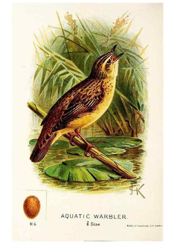 Reproducción/Reproduction 9092017765: A chapter on birds :. London :E. & J.B. Young,1895.