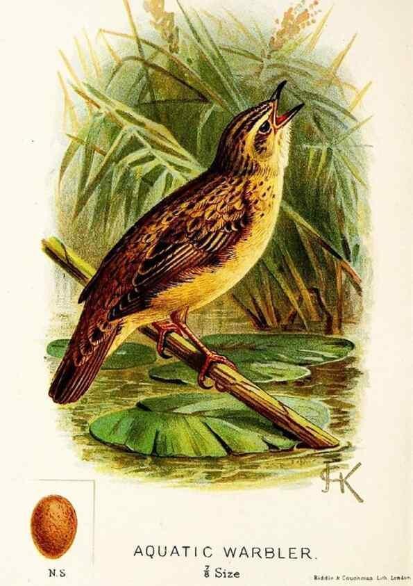 Reproducción/Reproduction 9092017765: A chapter on birds :. London :E. & J.B. Young,1895.