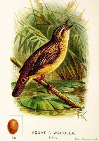 Reproducción/Reproduction 9092017765: A chapter on birds :. London :E. & J.B. Young,1895.