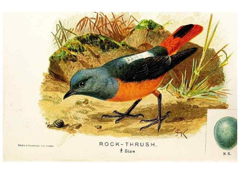 Reproducción/Reproduction 9092019209: A chapter on birds :. London :E. & J.B. Young,1895.