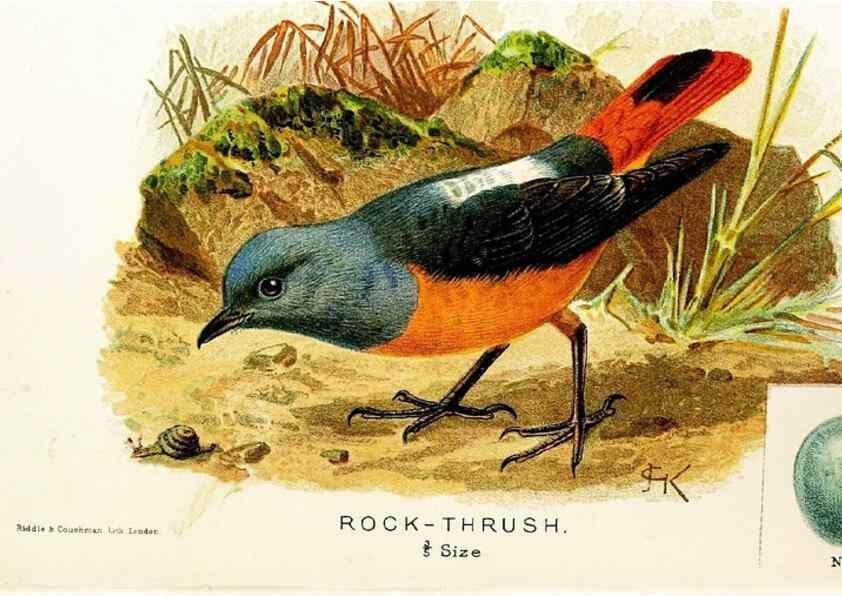 Reproducción/Reproduction 9092019209: A chapter on birds :. London :E. & J.B. Young,1895.