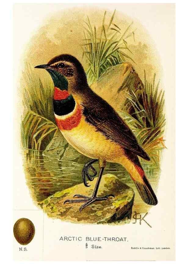 Reproducción/Reproduction 9094241660: A chapter on birds :. London :E. & J.B. Young,1895.