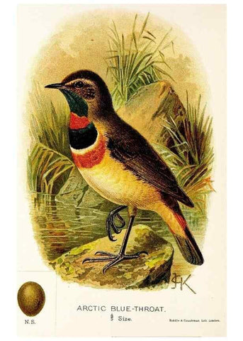 Reproducción/Reproduction 9094241660: A chapter on birds :. London :E. & J.B. Young,1895.