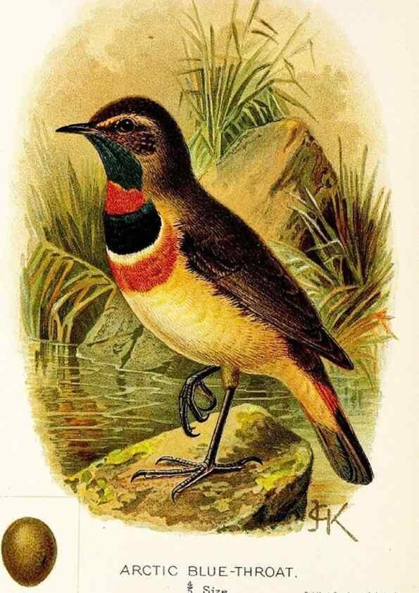 Reproducción/Reproduction 9094241660: A chapter on birds :. London :E. & J.B. Young,1895.