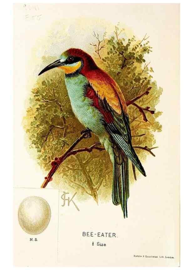 Reproducción/Reproduction 9094220068: A chapter on birds :. London :E. & J.B. Young,1895.